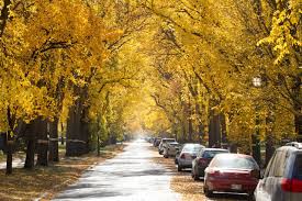 street lined with large oak and elm trees during the fall displaying vibrant foliage